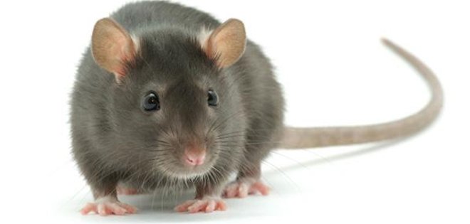 Soñar con Ratas -Que significa? – Significado de sueños