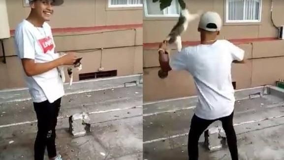 Joven arrojó a un gato desde la terraza