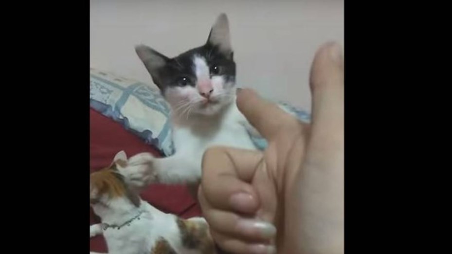 El gato que finge su propia muerte