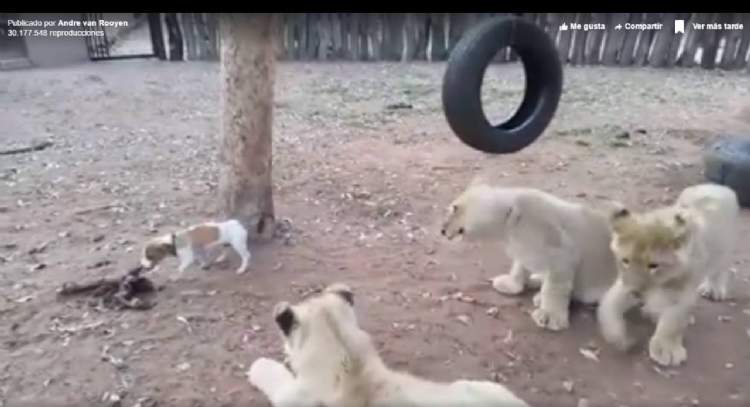 Un perro se enfrenta a tres leones hambrientos