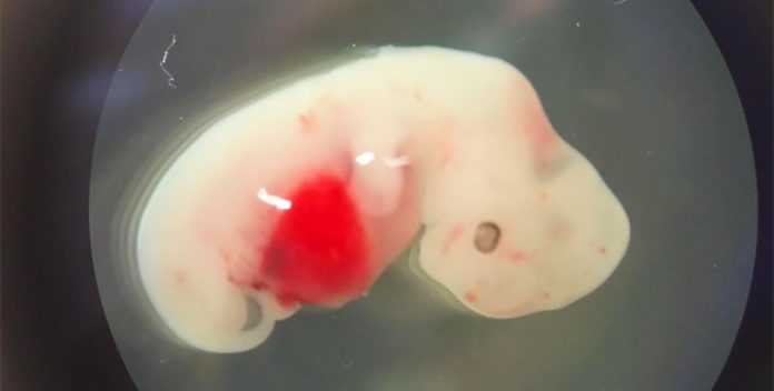Primer híbrido animal con células madre humanas