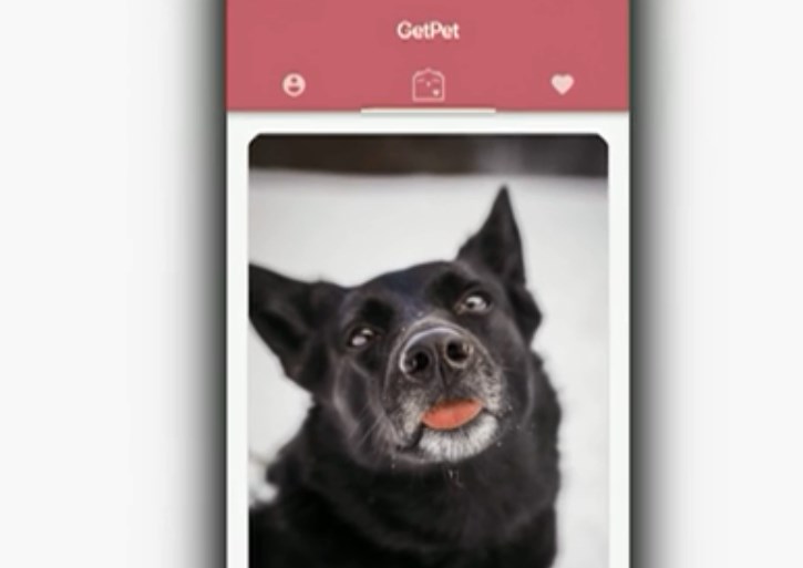 “Get Pet”: el nuevo “Tinder” para perros que es furor en las redes