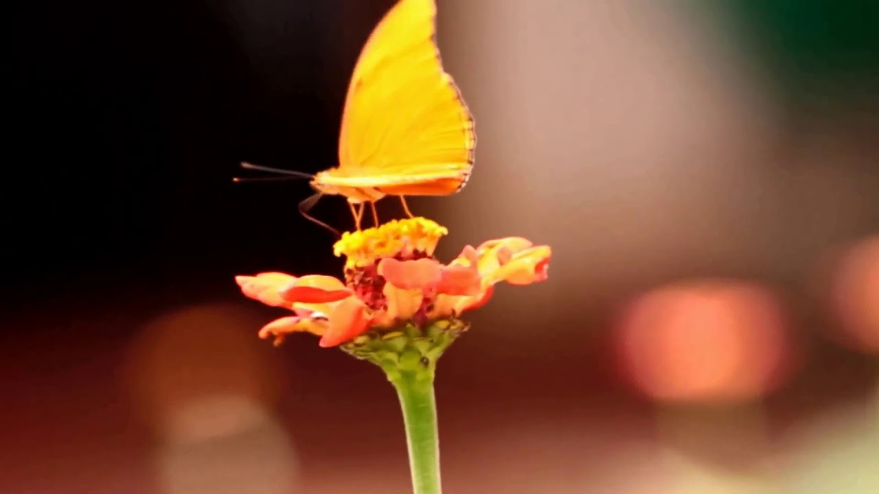 Qué significa soñar con mariposa – Significado de Sueños