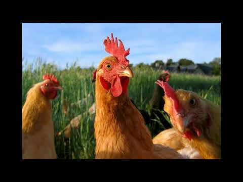 Que Significa Soñar con Gallinas? Descubre su Significado