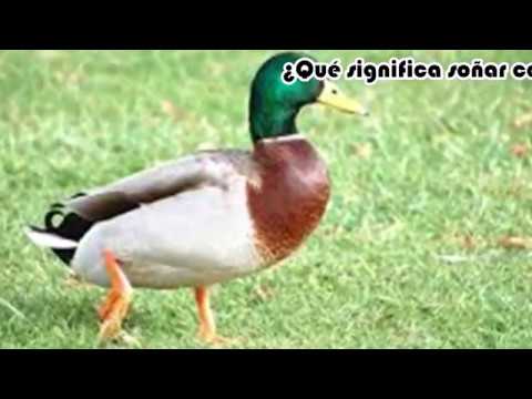 Significado de soñar con un pato –  Significado de Sueños