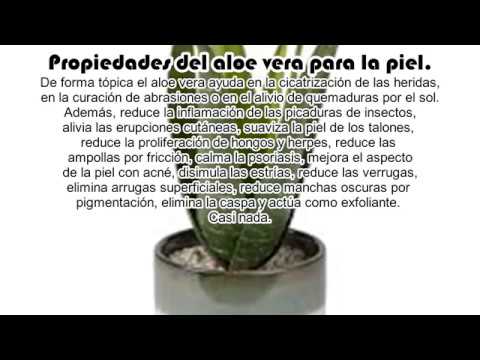 Propiedades Curativas y medicinales del Aloe Vera  – Informacion