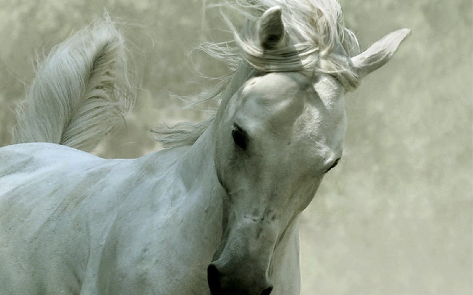 Que Significa soñar con caballo blanco corriendo –  Significado de Sueños