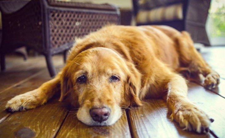 Que Significa Soñar con perro triste – Significado de Sueños