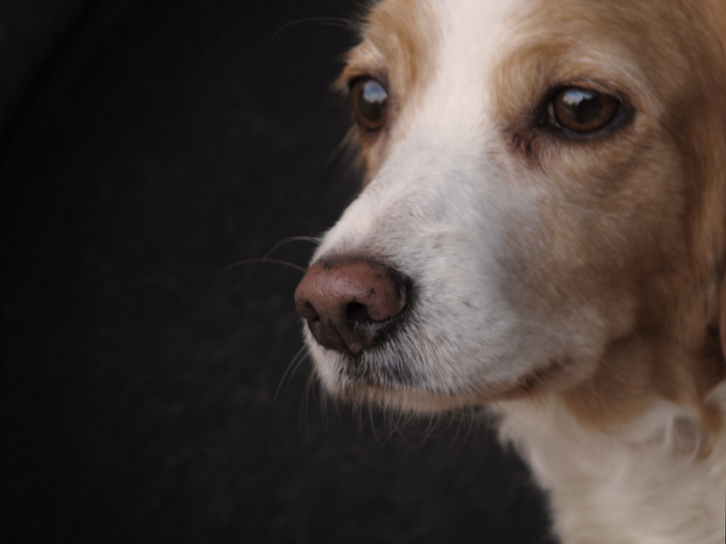 Que Significa Soñar con perro vomitando – Significado de Sueños