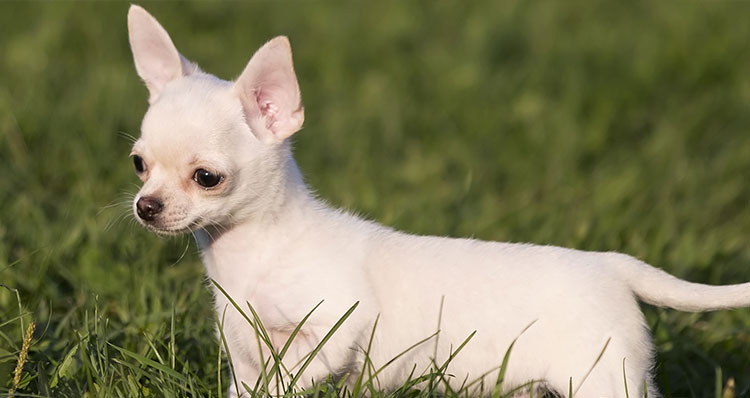 Que Significa Soñar con perro chihuahua – Significado de Sueños