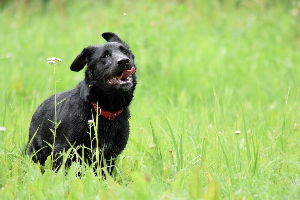 Que Significa Soñar con un perro negro – Significado de Sueños