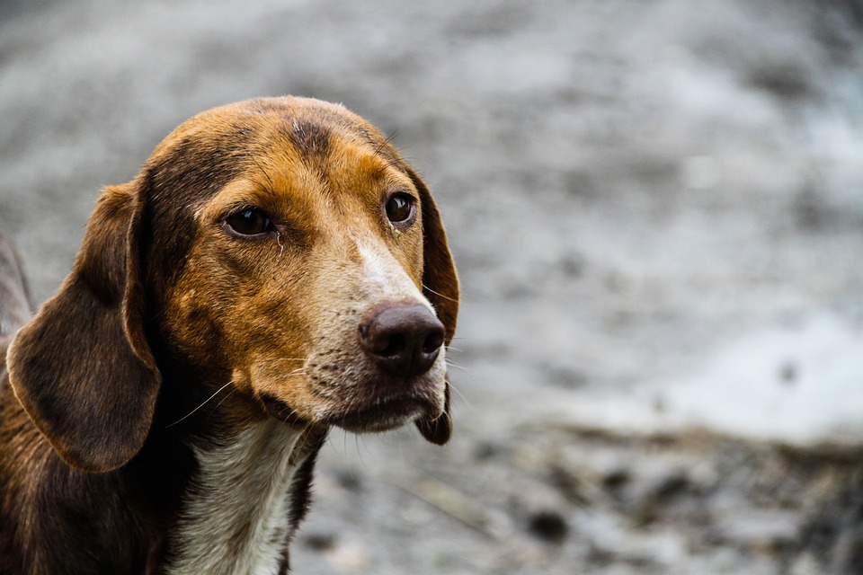 Que Significa Soñar con perro muerto – Significado de Sueños