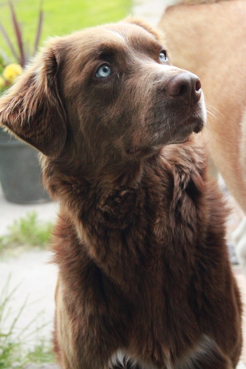 Que Significa Soñar con perro marrón – Significado de Sueños