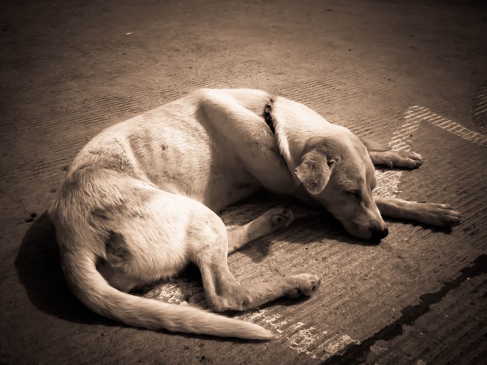 Que Significa Soñar con perro flaco y enfermo – Significado de Sueños