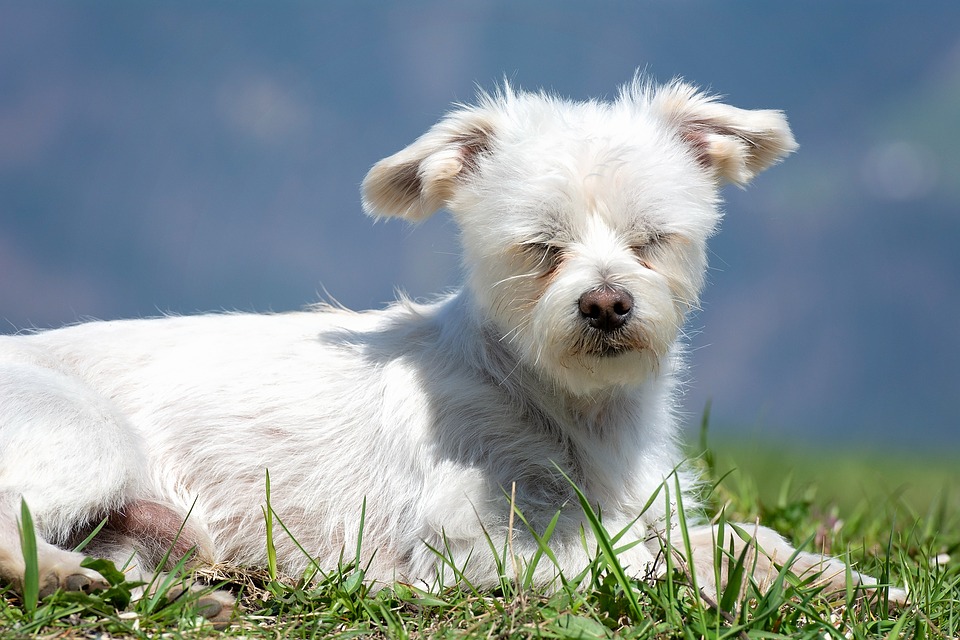Que Significa Soñar con perro blanco agresivo – Significado de Sueños