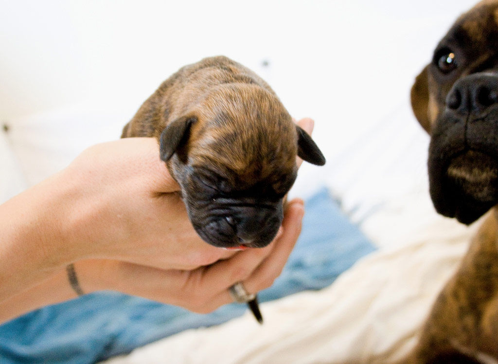 Que Significa Soñar con perro recien nacido – Significado de Sueños