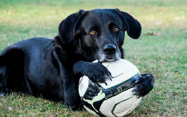 Que Significa Soñar con perro negro – Significado de Sueños