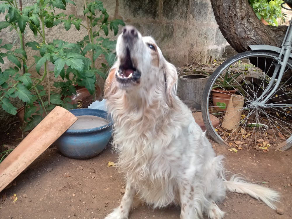 Que Significa Soñar con perro blanco y negro – Significado de Sueños