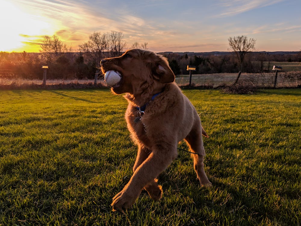 Que Significa Soñar con perro jugando – Significado de Sueños