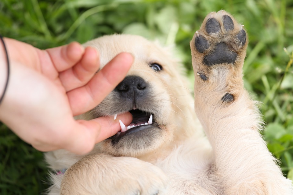 Que Significa Soñar con perro que muerde – Significado de Sueños