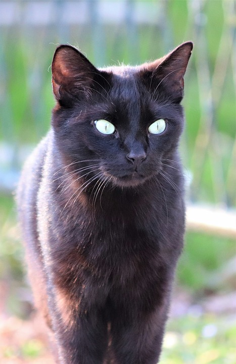 Que Significa Soñar con gato negro – Significado de Sueños