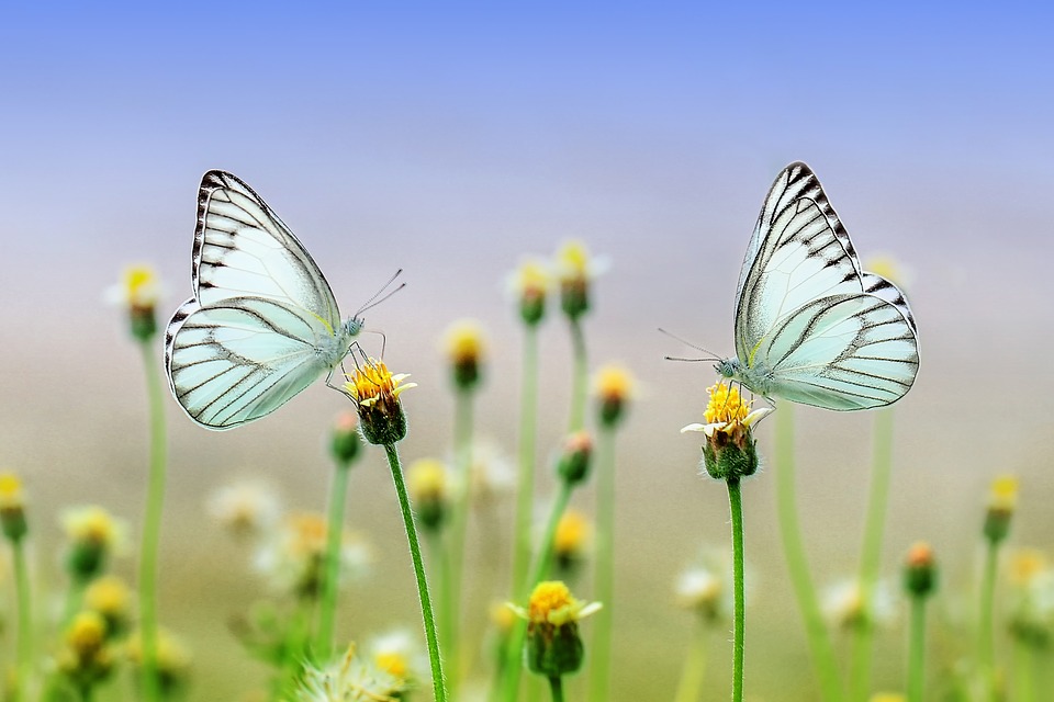 Que Significa soñar con mariposas – Significado de Sueños