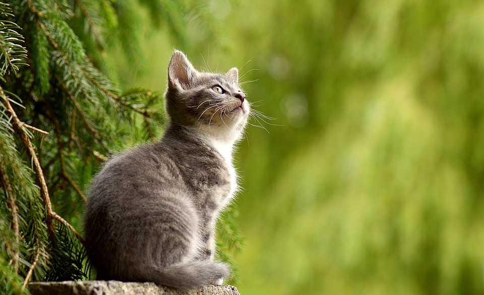 Que Significa Soñar con gatos muertos – Significado de Sueños