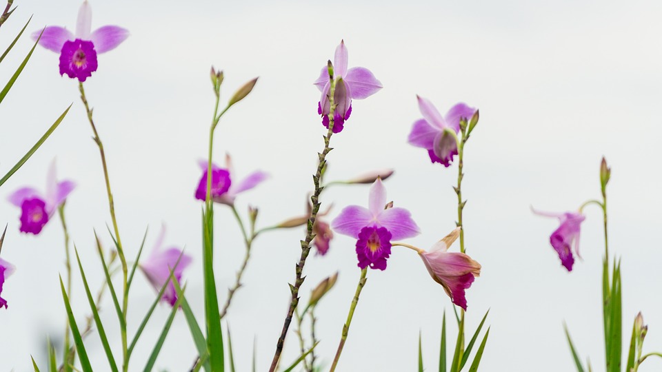 Que Significa soñar con flores – Significado de Sueños