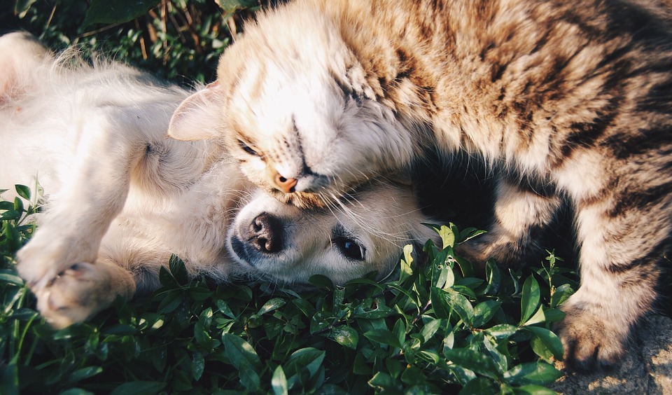 Que Significa Soñar con perros y gatos – Significado de Sueños