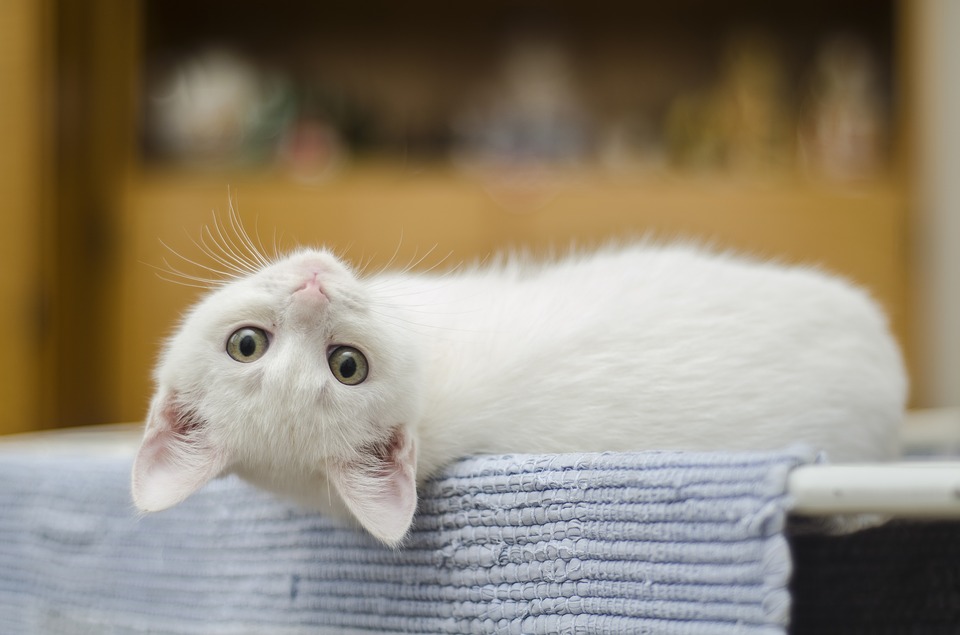 Que Significa Soñar con un gato blanco – Significado de Sueños