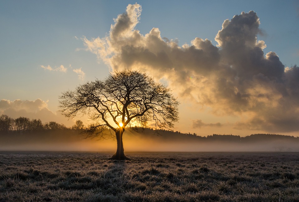 Que Significa soñar con arboles – Significado de Sueños