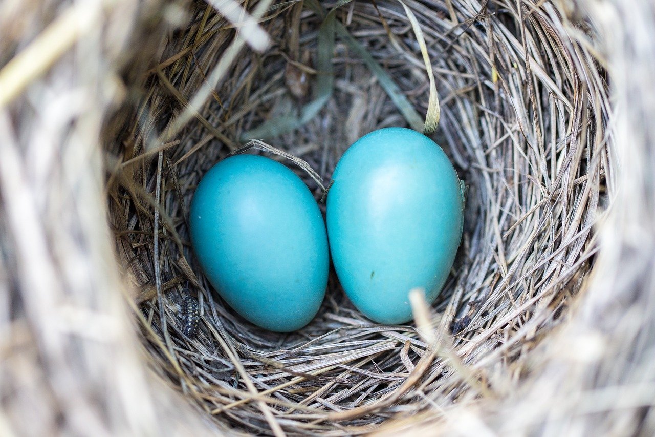 Que significa soñar con huevos azules