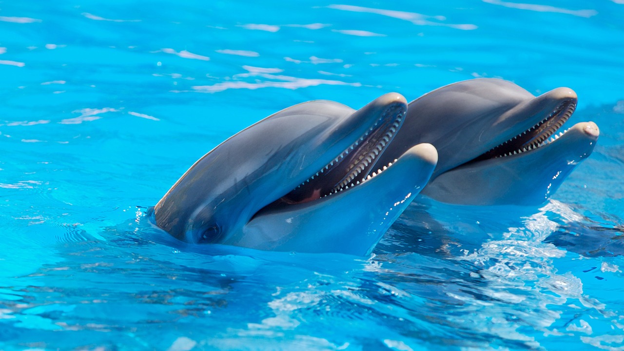 Que significa soñar con delfines y agua cristalina