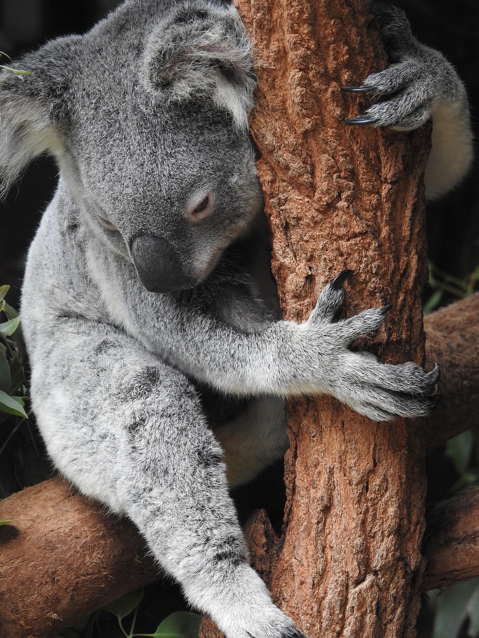 Que significa soñar con un koala