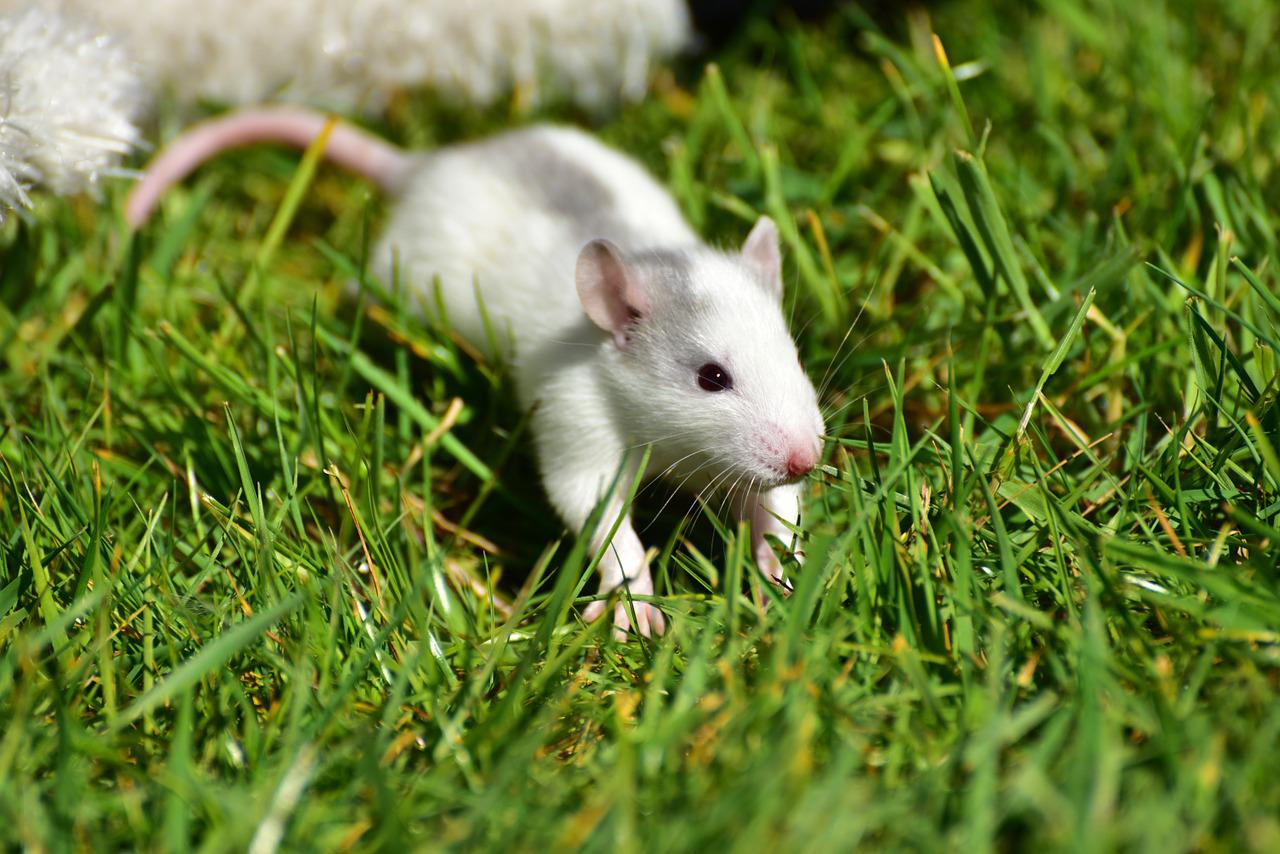 Que significa soñar con rata blanca?