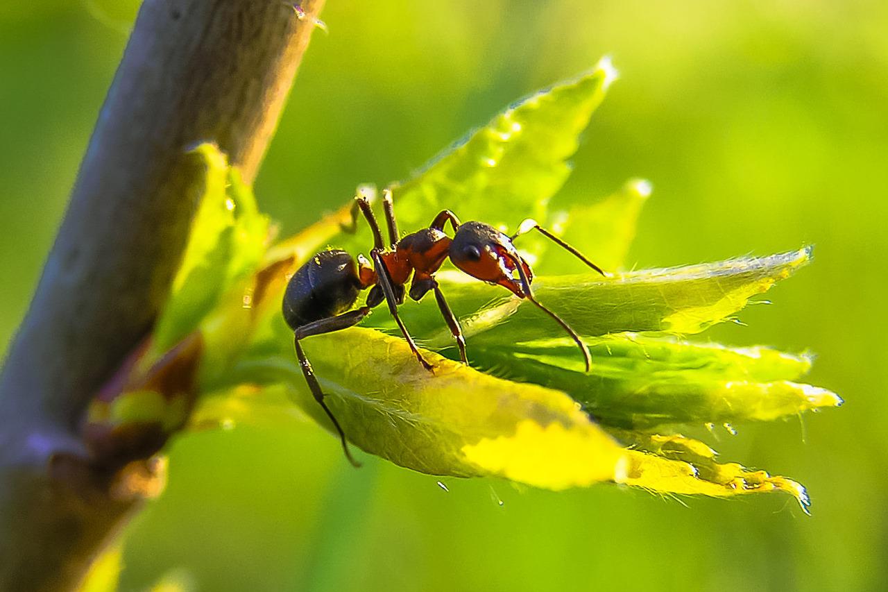 Que significa soñar con hormigas? Enterate aqui