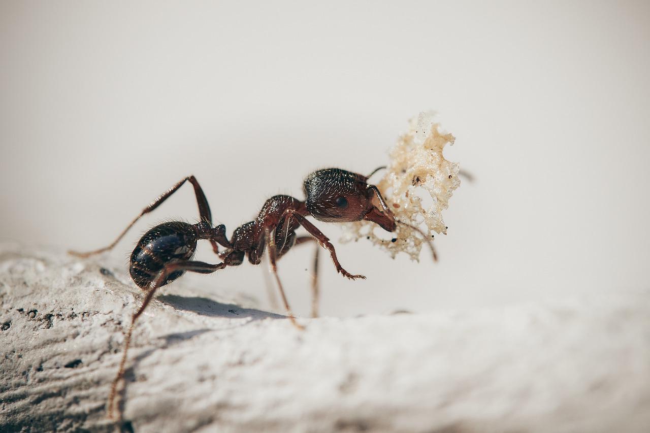 Que significa soñar con hormigas en la cama