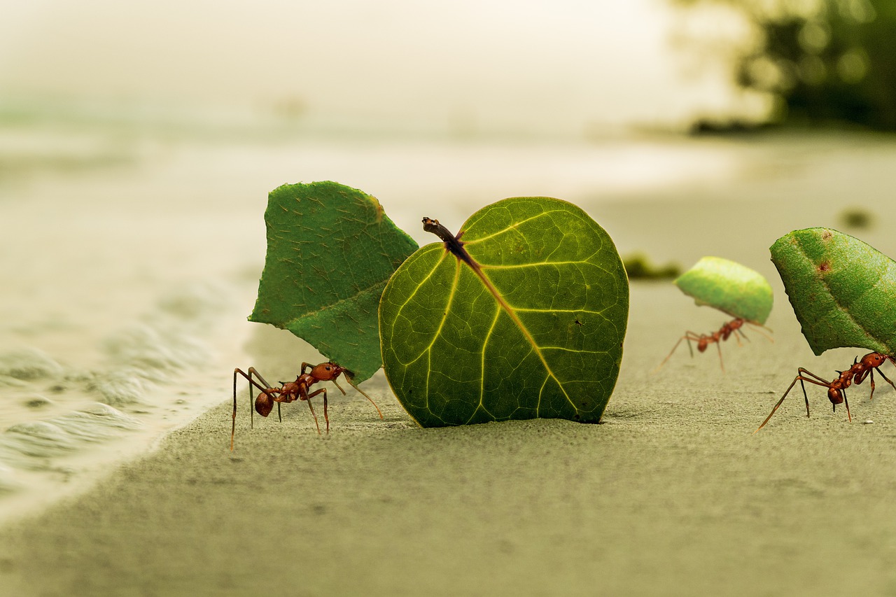 Que significa soñar con hormigas cargando hojas