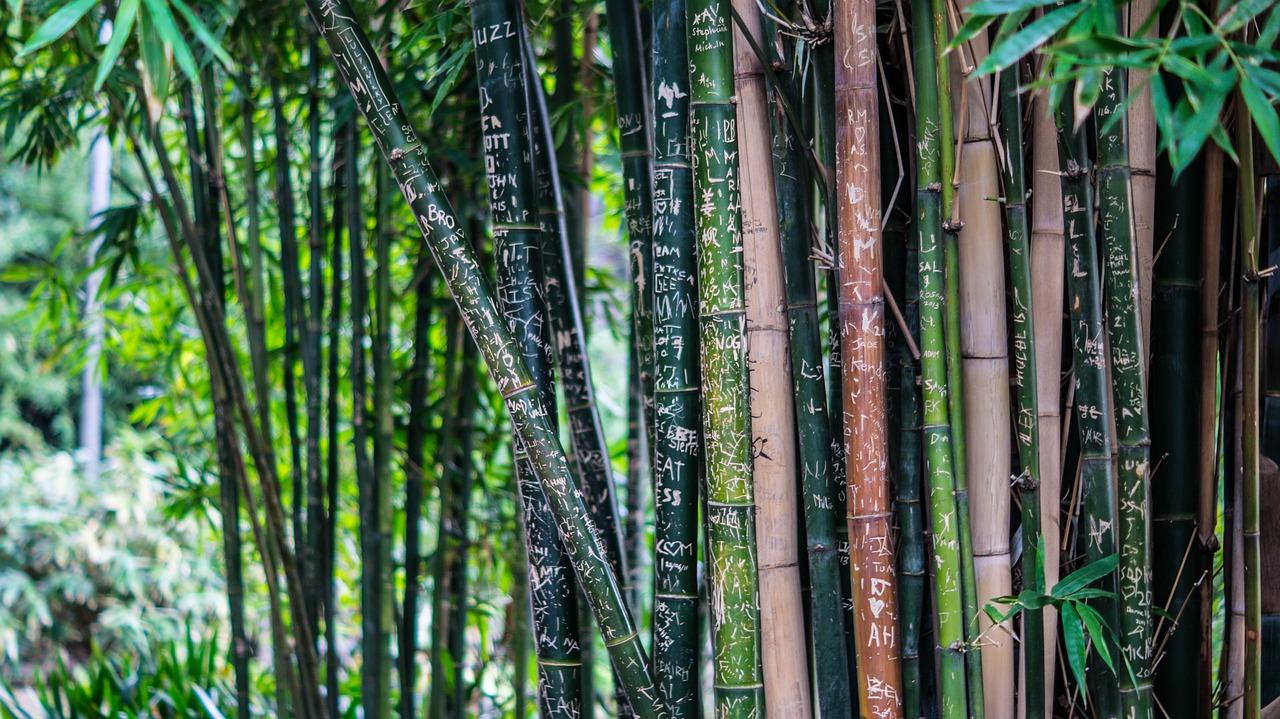 Que significa soñar con bambú