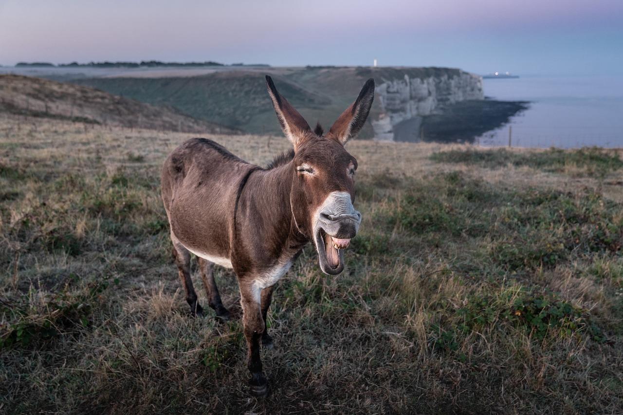 Qué Significa Soñar con un Burro