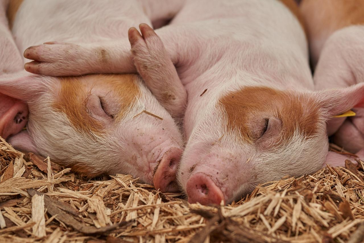 Qué significa soñar con cerdos