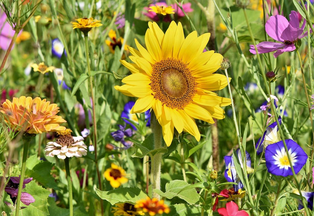 Qué significa soñar con un jardín