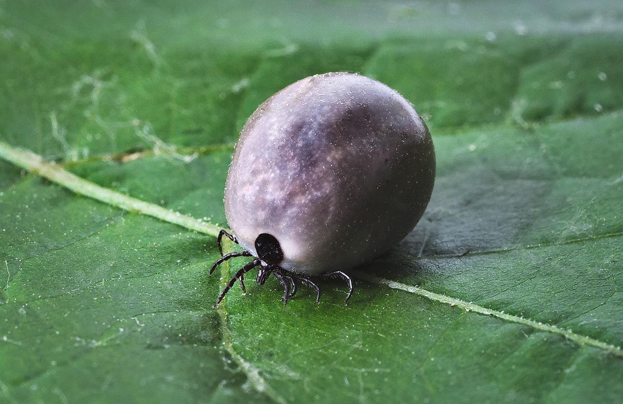 Qué significa soñar con garrapatas